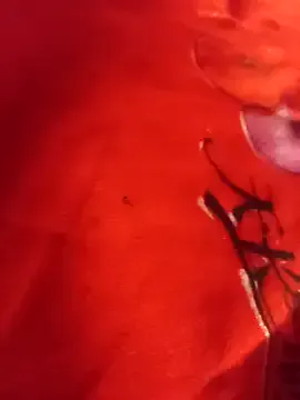 SL_Uma